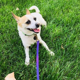 Our pet of the month is Janet! Janet is a rescue dog from Washington , D.C. who loves to travel. She has visited California, New York, Chicago and Texas just to name a few but is happy she settled down in Cincinnati! Instagram post from @posteapts on September 22, 2021 10:59:39am
