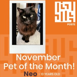 Our November Pet of the Month is Neo. He is a 13 year old Manx Mix who enjoys his morning treats and occasional special treat of whipped cream from his owner. Instagram post from @posteapts on November 09, 2021 09:11:18am